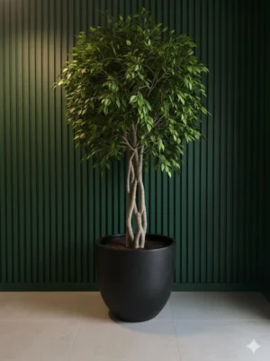 Ficus Benjamin Ağaçı