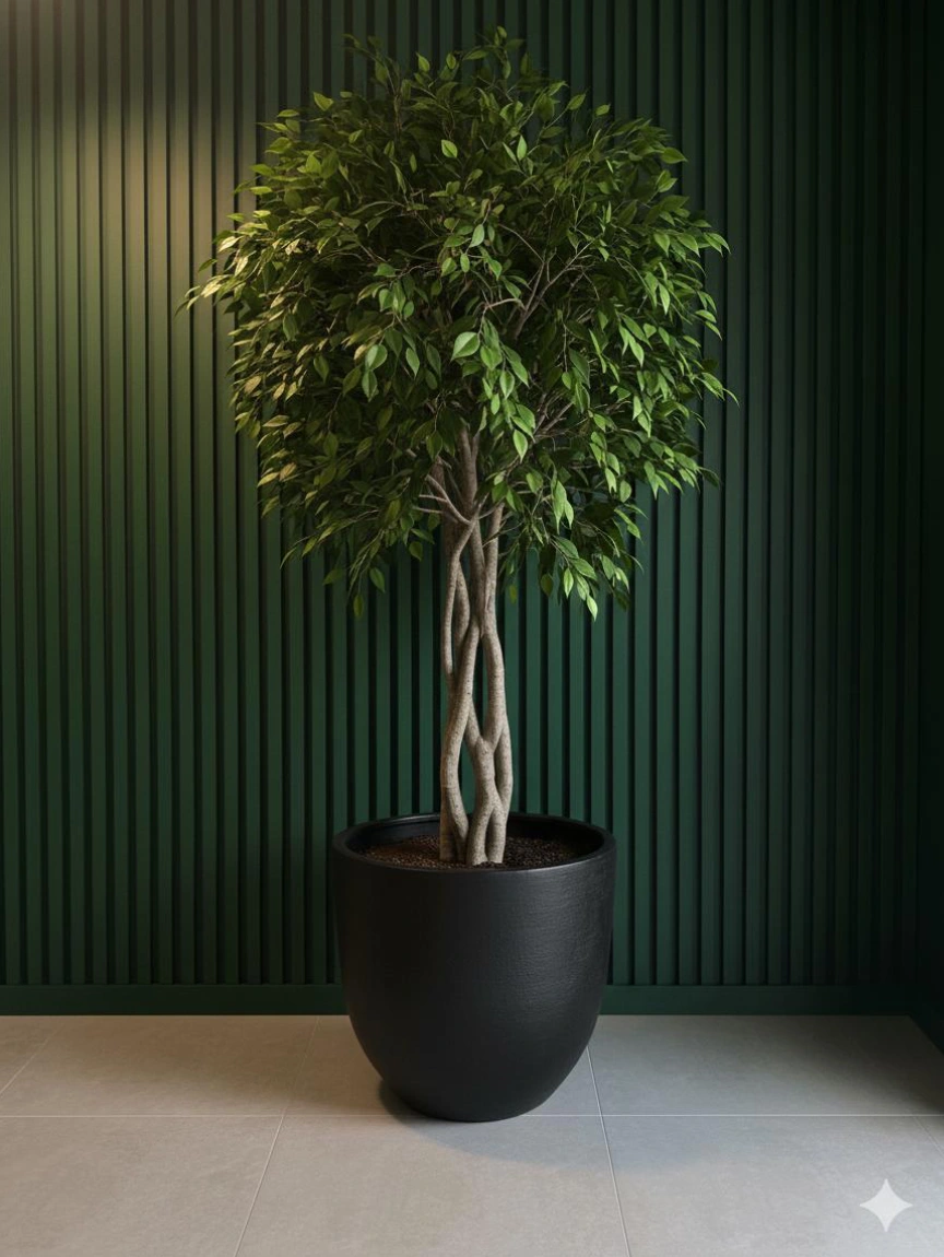 Ficus Benjamin Ağaçı