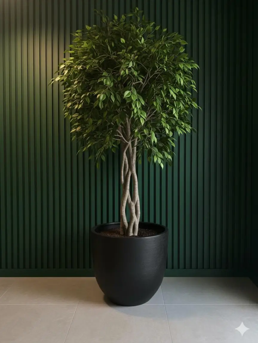 Ficus Benjamin