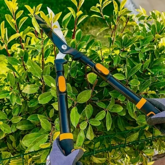 budama cim milas çim budama