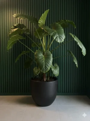 Alocasia (Fil Kulağı)
