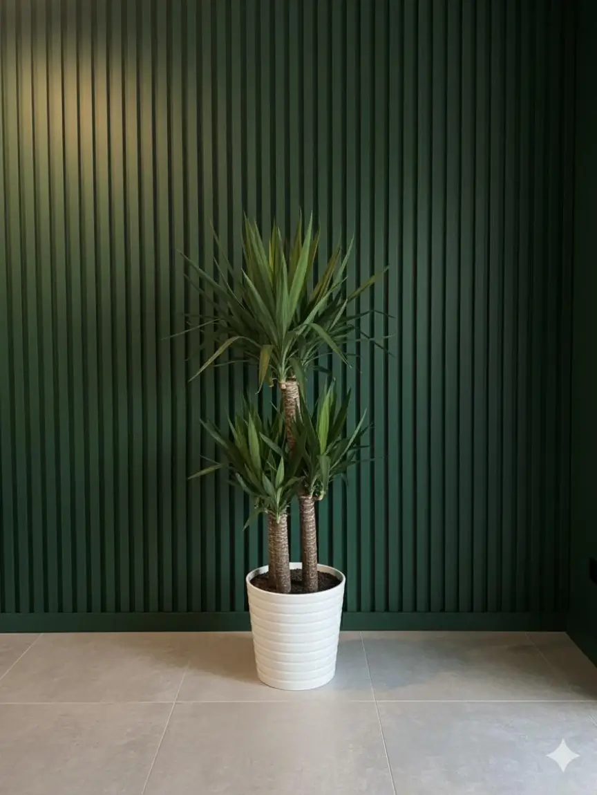 Yucca Bitkisi (3 Gövdeli)